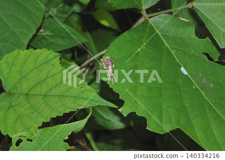 White-spotted weevil that came to the kudzu leaves, its food plant White-spotted weevil that came to the kudzu leaves, its food plant 140334216