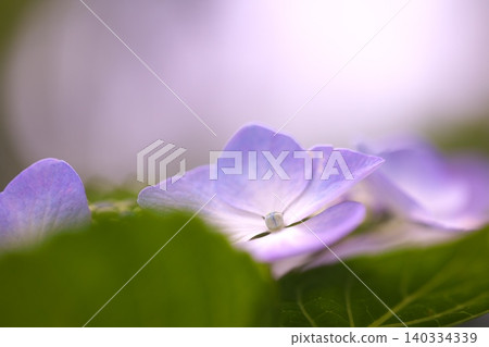 A stroll in early summer: Hydrangea flowers A stroll in early summer: Hydrangea flowers 140334339