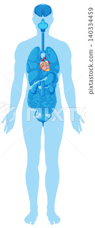 Human Body Silhouette with Highlighted Internal Organs Diagram Human Body Silhouette with Highlighted Internal Organs Diagram 140334459