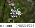 Eliostemon's Flower 140334534