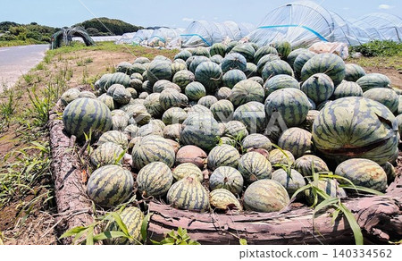 Discarded substandard watermelons and the food waste problem Discarded substandard watermelons and the food waste problem 140334562