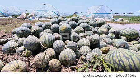 A large quantity of substandard watermelons and a scene from an agricultural site. A large quantity of substandard watermelons and a scene from an agricultural site. 140334563