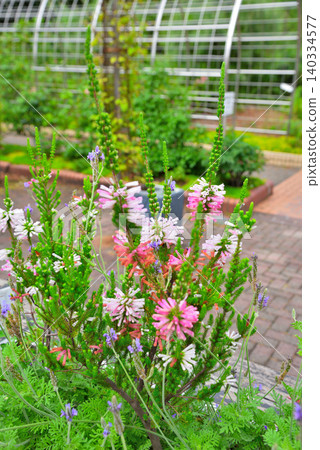 Erica White Delight Flower Erica White Delight Flower 140334577