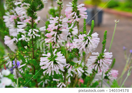 Erica White Delight Flower Erica White Delight Flower 140334578