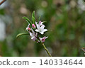 Eliostemon's Flower 140334644