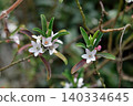 Eliostemon's Flower 140334645
