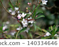 Eliostemon's Flower 140334646