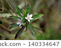 Eliostemon's Flower 140334647