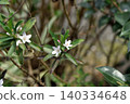 Eliostemon's Flower 140334648