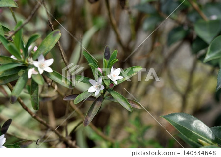 Eliostemon's Flower Eliostemon's Flower 140334648