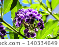 花壇樹上的花：春至秋季樹上的花：朱蘭圖上的花：花園樹木 140334649