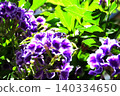 花壇樹上的花：春至秋季樹上的花：朱蘭圖上的花：花園樹木 140334650