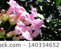 花園樹木上的花：凌霄：淡粉紅色 140334652