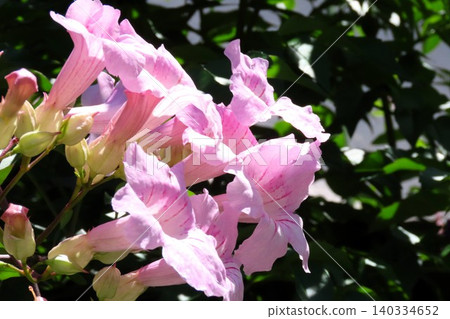 Flowers on garden trees: Trumpet vine: pale pink Flowers on garden trees: Trumpet vine: pale pink 140334652