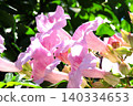 花園樹木上的花：凌霄：淡粉紅色 140334653