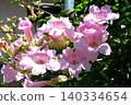 花園樹木上的花：凌霄：淡粉紅色 140334654