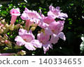 花園樹木上的花：凌霄：淡粉紅色 140334655