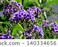 花壇樹上的花：春至秋季樹上的花：朱蘭圖上的花：花園樹木 140334656