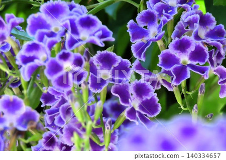 Flowers on the flowerbed trees: Flowers on the trees from spring to autumn: Flowers on the julanthus: Garden trees 140334657