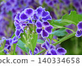 花壇樹上的花：春至秋季樹上的花：朱蘭圖上的花：花園樹木 140334658