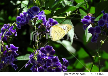 Insects: Cabbage White Butterfly; Duranta Flowers: Garden Flowerbed Insects: Cabbage White Butterfly; Duranta Flowers: Garden Flowerbed 140334669