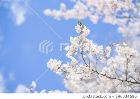 Cherry blossoms in full bloom and blue sky (taken with an old lens) Cherry blossoms in full bloom and blue sky (taken with an old lens) 140334680