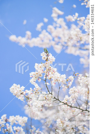 Cherry blossoms in full bloom and blue sky (taken with an old lens) Cherry blossoms in full bloom and blue sky (taken with an old lens) 140334681