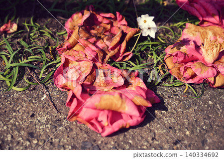 Camellia flower that fell to the ground Camellia flower that fell to the ground 140334692