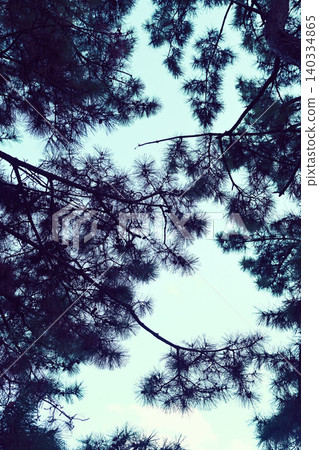 Pine trees and blue sky Pine trees and blue sky 140334865