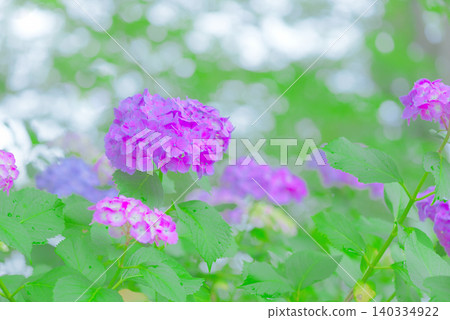 繡球 繡球 140334922