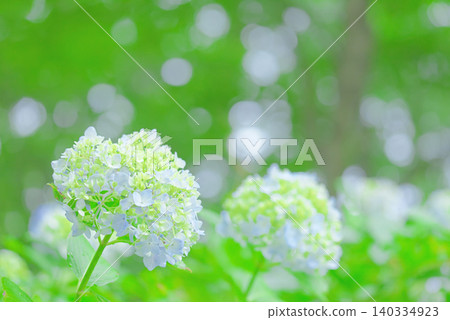 繡球 繡球 140334923