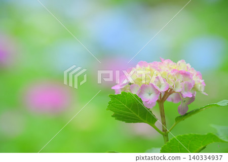 Hydrangea Hydrangea 140334937