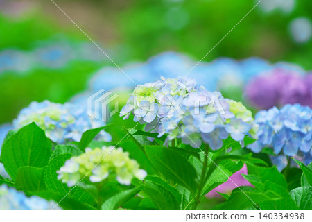 Hydrangea Hydrangea 140334938