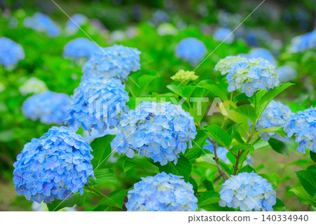Hydrangea Hydrangea 140334940