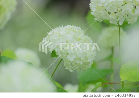 繡球 繡球 140334952