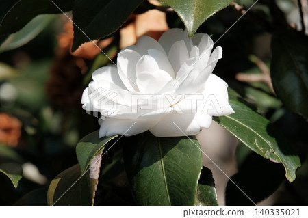 茶花 茶花 140335021