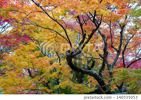 Autumn leaves of maple trees at a temple in Sagano, Kyoto. 140335053