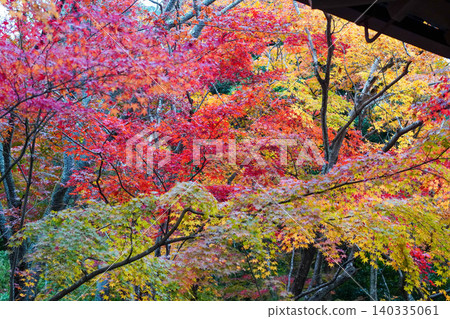 Autumn leaves of maple trees at a temple in Sagano, Kyoto. 140335061
