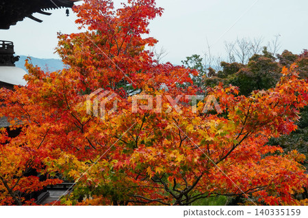 京都嵯峨野縣一座寺廟裡的楓樹秋葉。 京都嵯峨野縣一座寺廟裡的楓樹秋葉。 140335159
