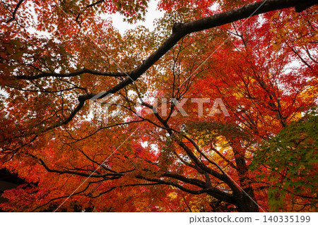 Autumn leaves of maple trees at a temple in Sagano, Kyoto. 140335199