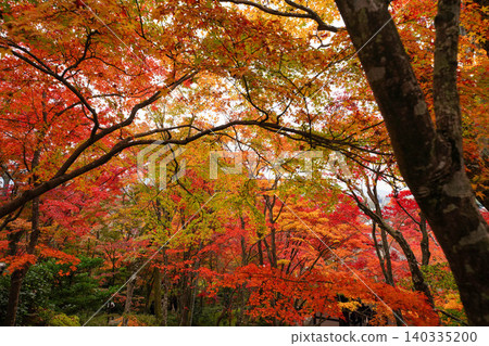 Autumn leaves of maple trees at a temple in Sagano, Kyoto. Autumn leaves of maple trees at a temple in Sagano, Kyoto. 140335200
