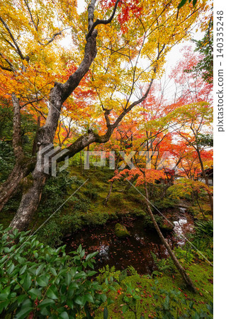 Autumn leaves of maple trees at a temple in Sagano, Kyoto. Autumn leaves of maple trees at a temple in Sagano, Kyoto. 140335248