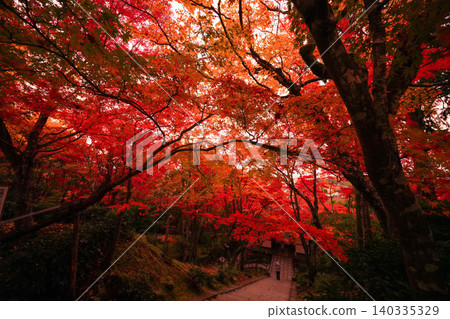 京都嵯峨野縣一座寺廟裡的楓樹秋葉。 京都嵯峨野縣一座寺廟裡的楓樹秋葉。 140335329