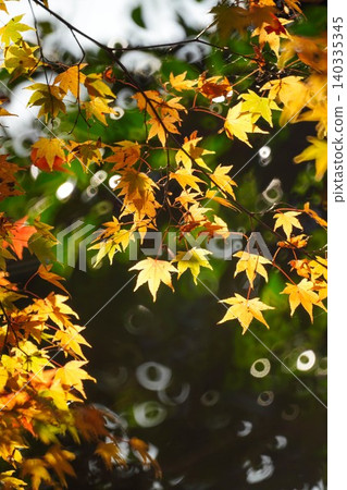 Autumn leaves of maple trees at a temple in Sagano, Kyoto. Autumn leaves of maple trees at a temple in Sagano, Kyoto. 140335345