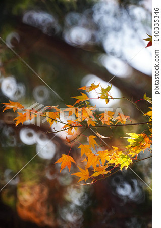 Autumn leaves of maple trees at a temple in Sagano, Kyoto. Autumn leaves of maple trees at a temple in Sagano, Kyoto. 140335346