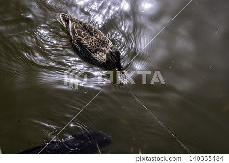 Carp gather around ducks swimming in the pond. Carp gather around ducks swimming in the pond. 140335484