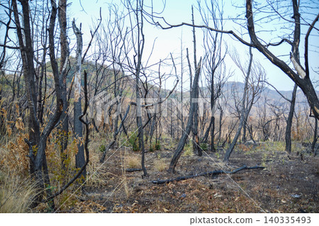 山火過後,岡山市南區樹木被燒焦。 山火過後,岡山市南區樹木被燒焦。 140335493