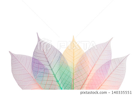 Colorful skeleton leaves reveal layered designs, isolated, PNG Colorful skeleton leaves reveal layered designs, isolated, PNG 140335551