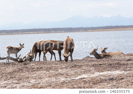 Wild Ezo deer on the Notsuke Peninsula Wild Ezo deer on the Notsuke Peninsula 140335575
