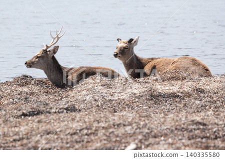 Wild Ezo deer on the Notsuke Peninsula Wild Ezo deer on the Notsuke Peninsula 140335580